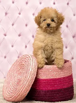 Apricot: Dog Apricot Poodle puppy