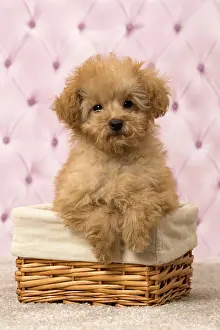 Apricot: Dog Apricot Poodle puppy