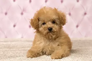 Apricot: Dog Apricot Poodle puppy