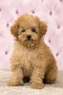 Apricot: Dog Apricot Poodle puppy