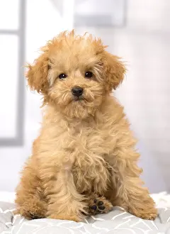 Apricot: Dog Apricot Poodle puppy