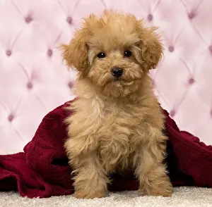 Apricot: Dog Apricot Poodle puppy under blanket