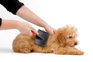 Groomed: Dog - Apricot poodle puppy in studio being groomed by owner