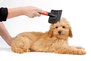 Groomed: Dog - Apricot poodle puppy in studio being groomed by owner