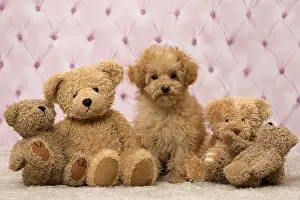 Apricot: Dog Apricot Poodle puppy with teddy bears