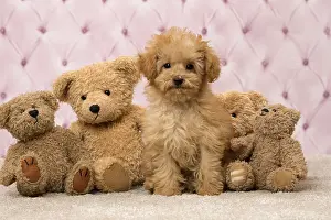 Apricot: Dog Apricot Poodle puppy with teddy bears