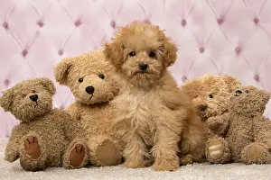 Apricot: Dog Apricot Poodle puppy with teddy bears