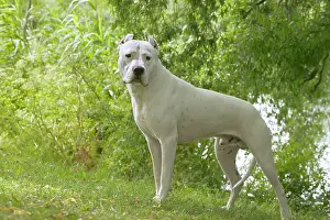 Argentino: Dog - Argentinian Mastiff / Dogo Argentino
