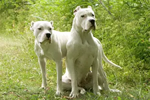 Teets: Dog - Argentinian Mastiff / Dogo Argentino