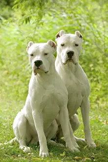Argentino: Dog - Argentinian Mastiff / Dogo Argentino