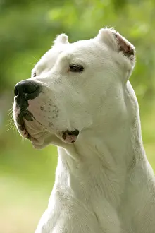 Argentino: Dog - Argentinian Mastiff / Dogo Argentino