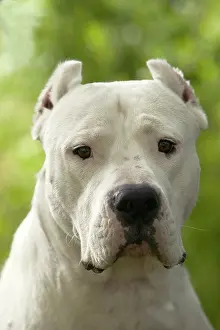 Argentino: Dog - Argentinian Mastiff / Dogo Argentino