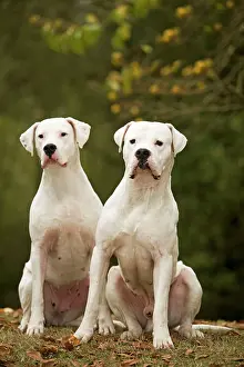 Argentino: Dog - Argentinian Mastiff / Dogo Argentino