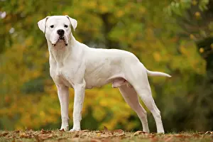Argentino: Dog - Argentinian Mastiff / Dogo Argentino