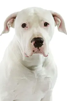 Argentino: Dog - Argentinian Mastiff / Dogo Argentino