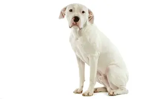 Argentino: Dog - Argentinian Mastiff / Dogo Argentino