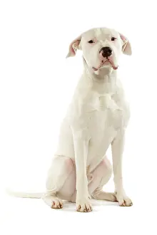 Argentino: Dog - Argentinian Mastiff / Dogo Argentino