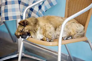 Stray: Dog - asleep on a chair - Stray