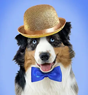 Fancy: Dog - Australian Sheepdog / Shepherd Dog