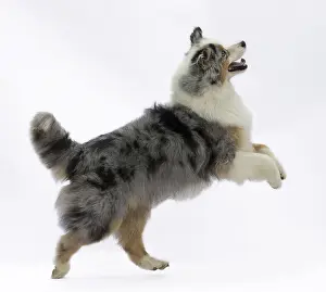 Excited: Dog Australian Shepherd