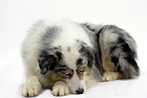 Naughty: Dog Australian Shepherd