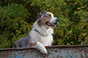 Trailer: Dog Australian Shepherd