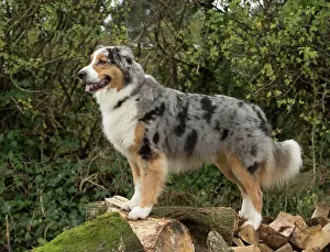 Shepherds: Dog Australian Shepherd
