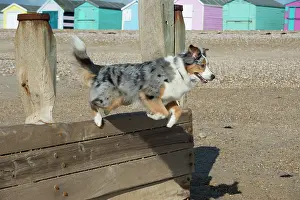 Shepherds: Dog