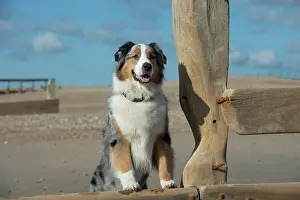 Shepherds: Dog