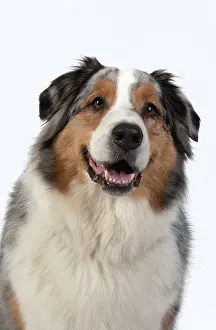 110420: DOG. Australian Shepherd, face, expression