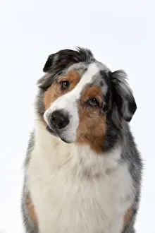 110420: DOG. Australian Shepherd, face, expression