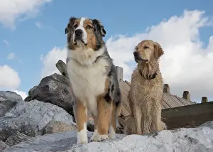 Shepherds: Dog Australian Shepherd and Golden Retriever on the beach