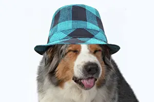 Check: DOG. Australian Shepherd, head & shoulders, face, expressio