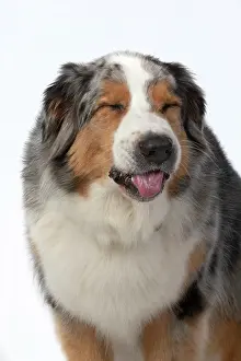 110420: DOG. Australian Shepherd, head & shoulders