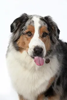 Sticking: DOG. Australian Shepherd, head & shoulders
