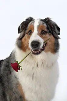 110420: DOG. Australian Shepherd, holding a red rose