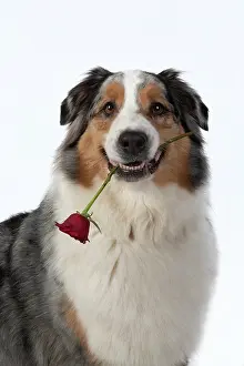 110420: DOG. Australian Shepherd, holding a red rose