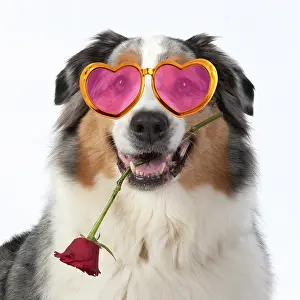 260420: DOG. Australian Shepherd, holding a red rose