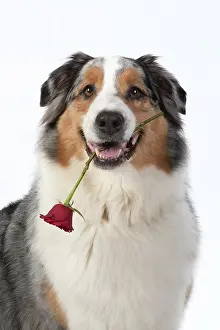 Valentines: DOG. Australian Shepherd, holding a red rose