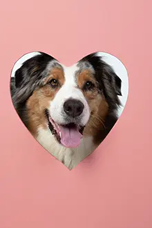 Sticking: DOG. Australian Shepherd, looking through heart