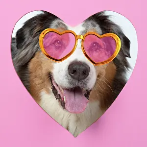 Glasses: DOG. Australian Shepherd, looking through heart