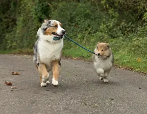 Leads: Dog