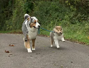 Leads: Dog
