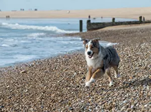 Shepherds: Dog Australian Shepherd running on the beach