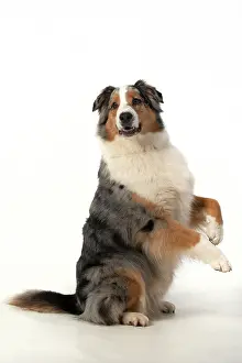 110420: DOG. Australian Shepherd, sitting up with paws