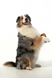 110420: DOG. Australian Shepherd, sitting up with paws
