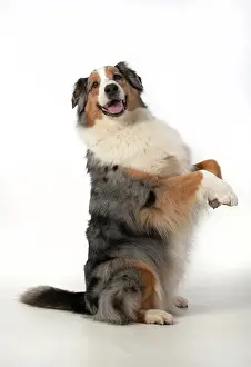110420: DOG. Australian Shepherd, sitting up with paws