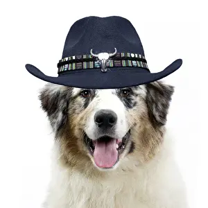 Laughing: Dog - Australian Shepherd wearing a cowboy hat