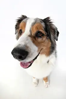 110420: DOG. Australian Shepherd, wide angle lens, face