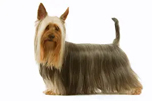 Sydney: Dog - Australian Silky Terrier. Also known as Silky